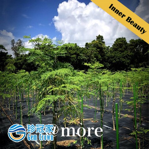 Moringa Power Shape