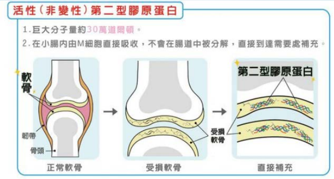 新品上市~膠蓋站非變性二型膠原蛋白